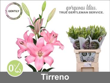 Lilie LA TIRRENO, rosa - 1 Stiel